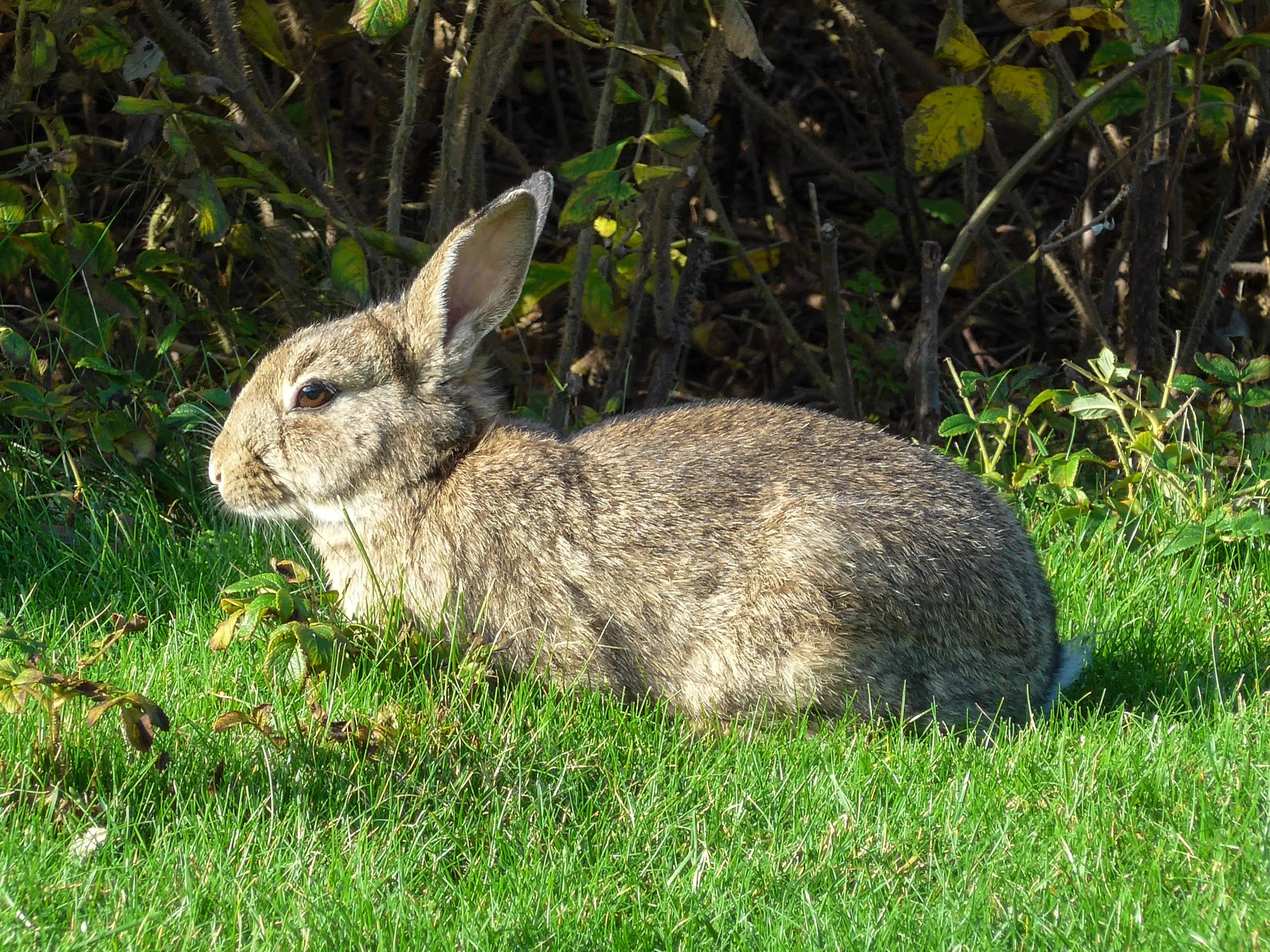 20141101_Wild_konijn_(Oryctolagus_cuniculus)_Strandweg_Nes_Ameland_Fr_NL