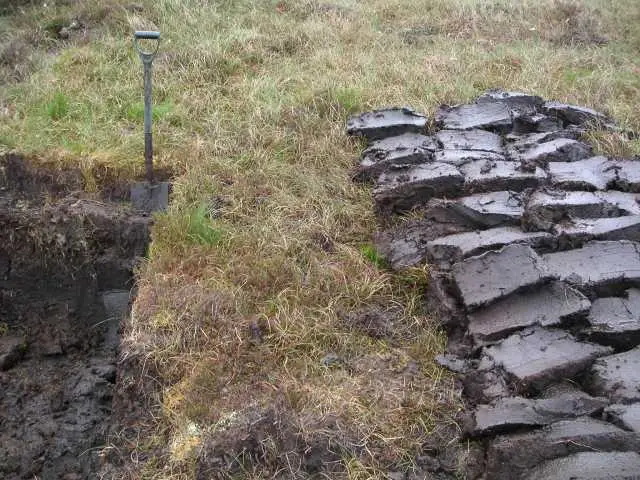 Peat_Lewis