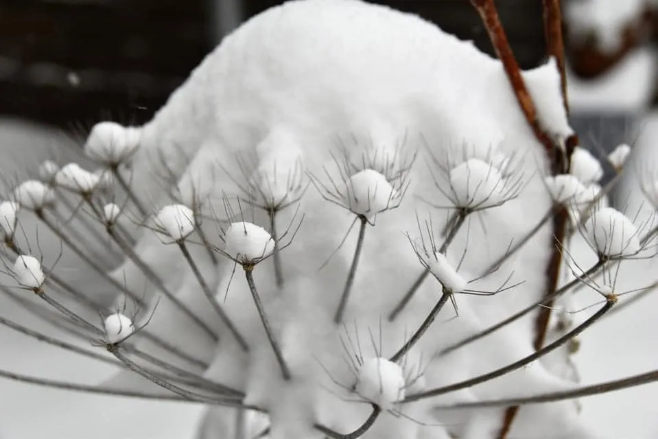 besneeuwde plant huissen sonja brouwer n