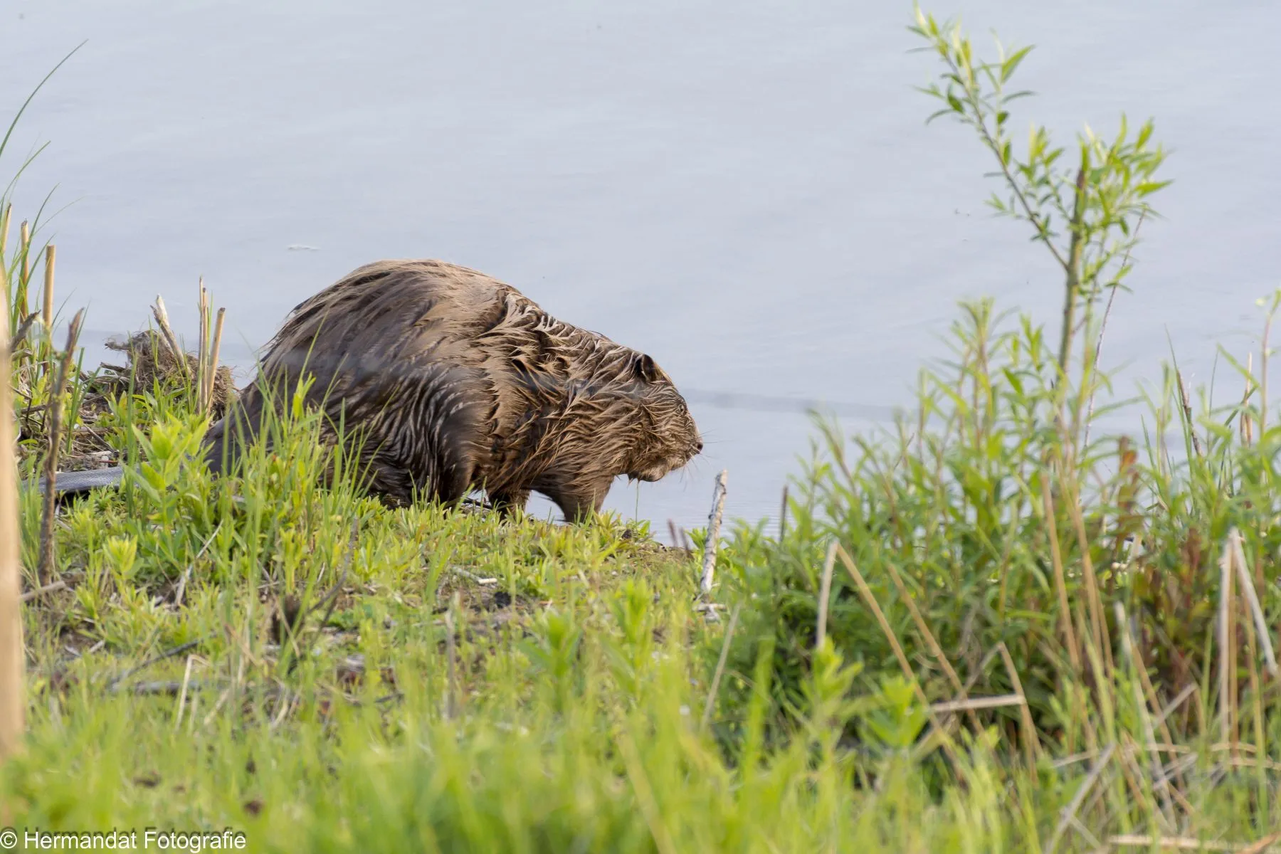 bever in de strang tegenover de manege in bemmelklein