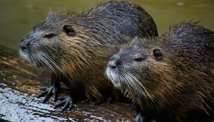 bevertocht lingewaard natuurlijk