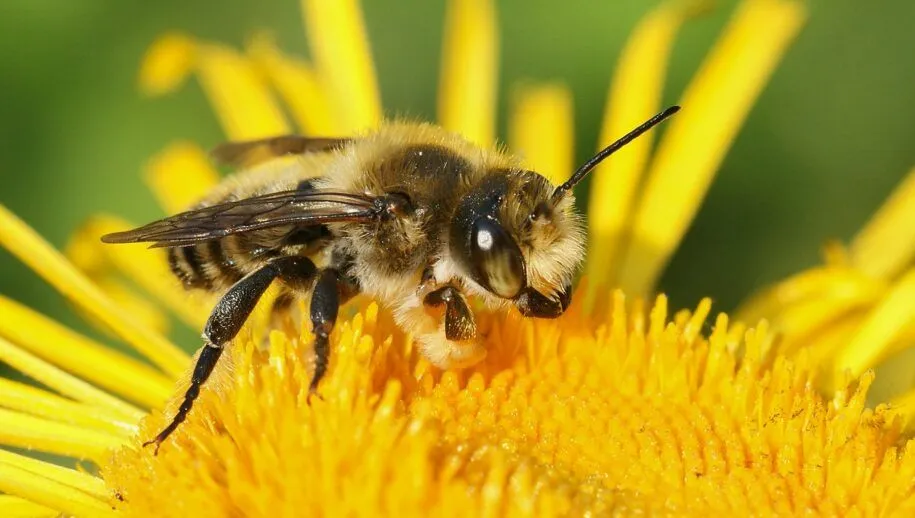 bijenstichting20100625 megachile willughbiella 1 med 915x518 1