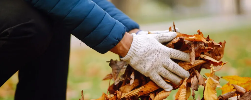 bladkorvengem lingewaardbladeren