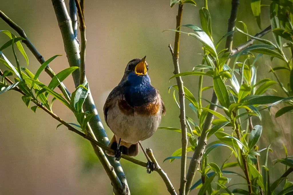blauwborst1 4370 1