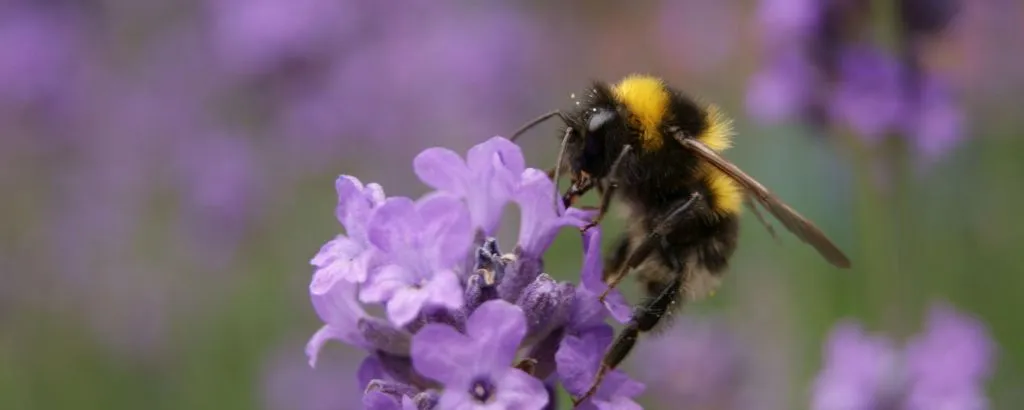 bloemrijklingewaardgemeentelingewaardhommel