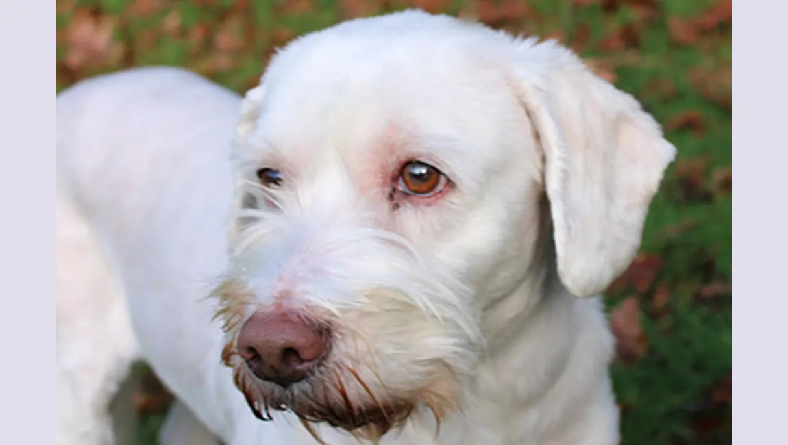 bo dierentehuis arnhem en omstreken