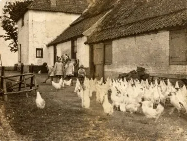 boerderijenjpgrendition384614