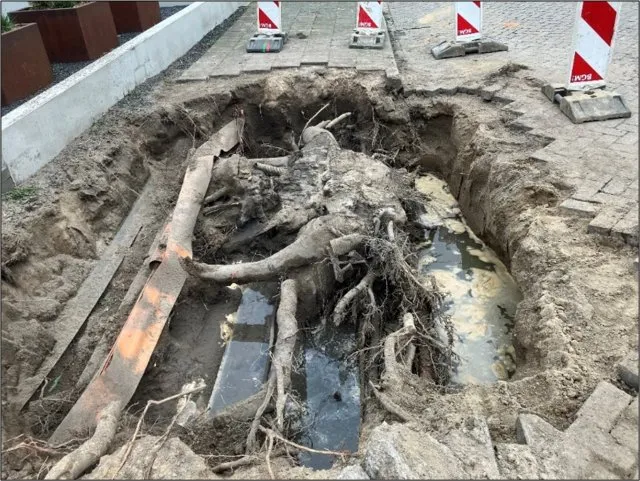 bomen en kabels