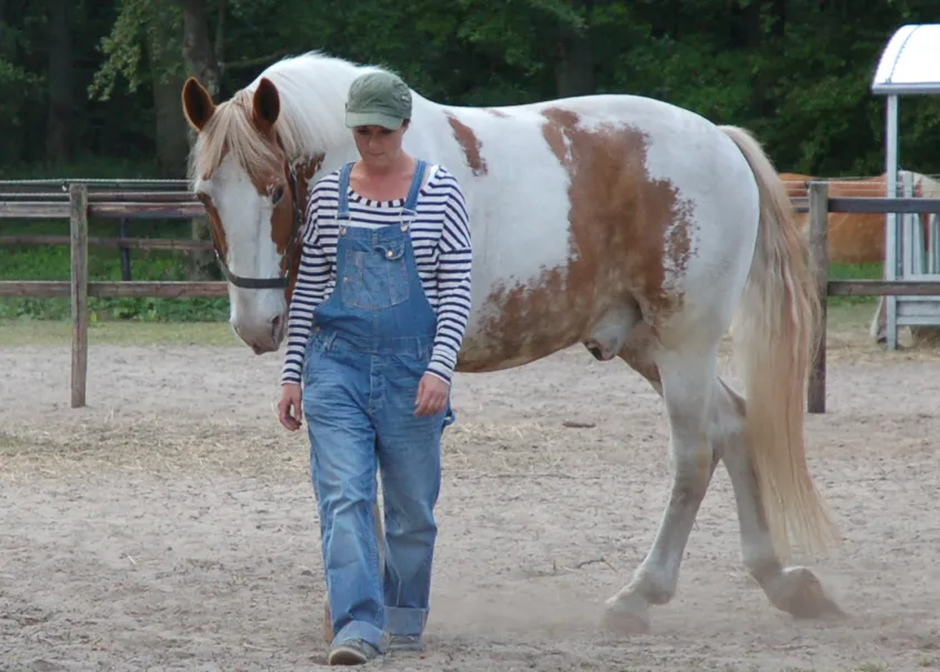 butprlnbmp6wk4dvojhlsyg2m paard maandag