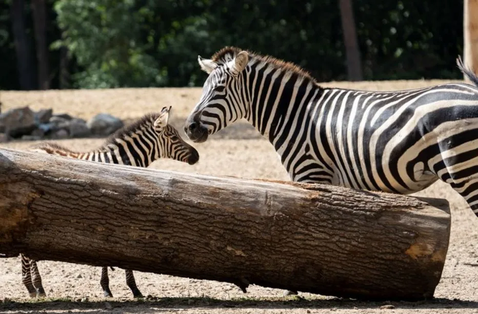 bz2023 zebrajongen verkennen safarivlakte burgers zoo in arnhem
