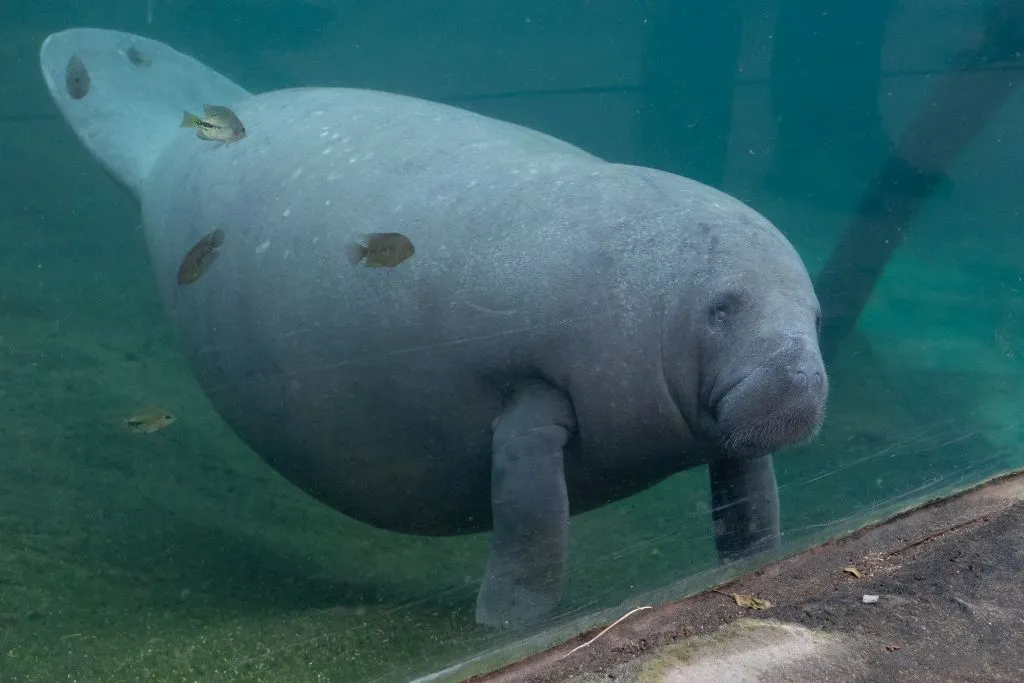 bzdrachtige zeekoe 1