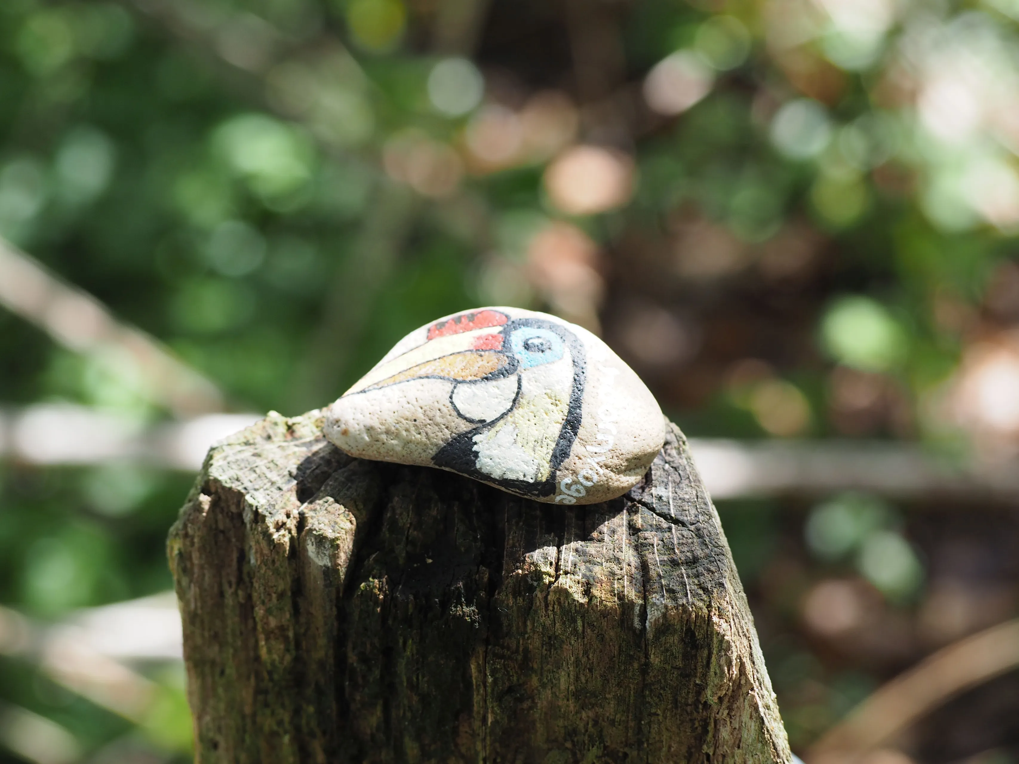 bzhappy stones3geribbelde neushoornvogel