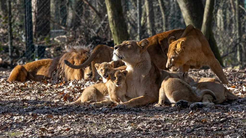 bzleeuwenfamilie 1042021