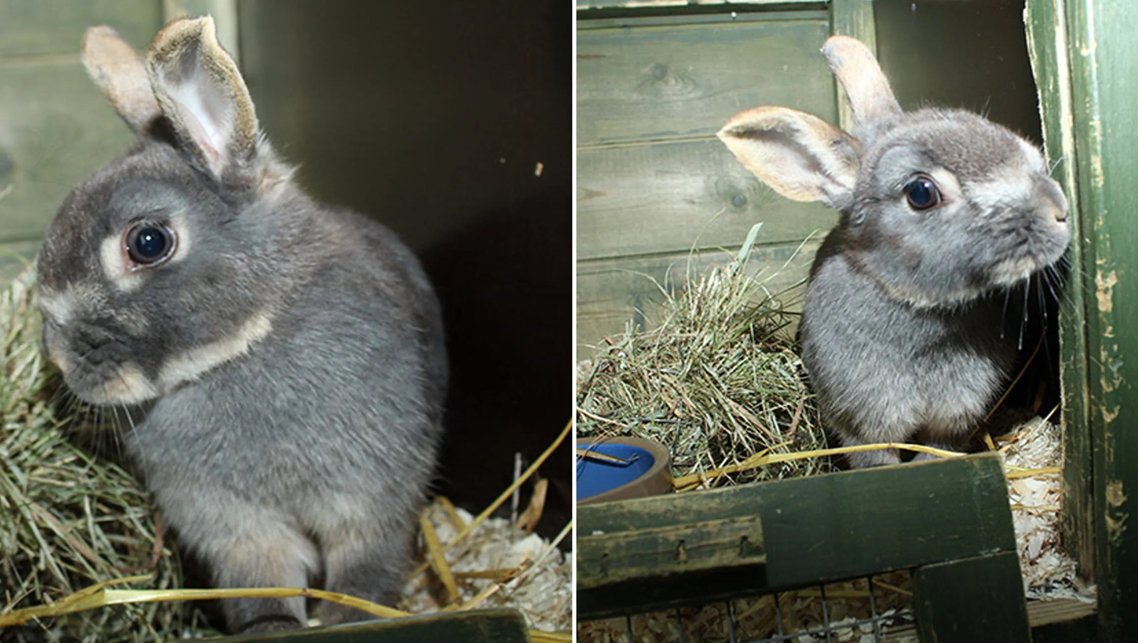 clarabella dierentehuis arnhem en omstreken