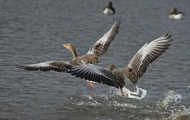 d3pq7309oxn87vd80ddcfw24u gans