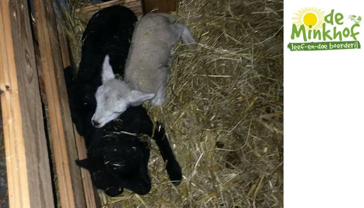 de minkhof lammetjes