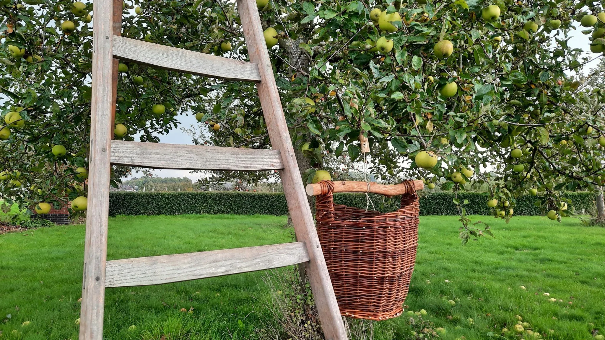 doornenburgwilgenkweken142143 1 2048x1152 1