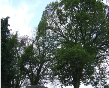 dumrx8lkh77efv3al5wva9f7a 154806