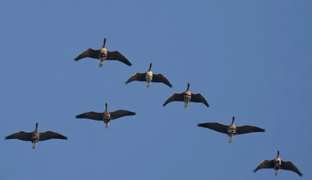 e3a563ccpys0rvrtg3krku7z8 11 10