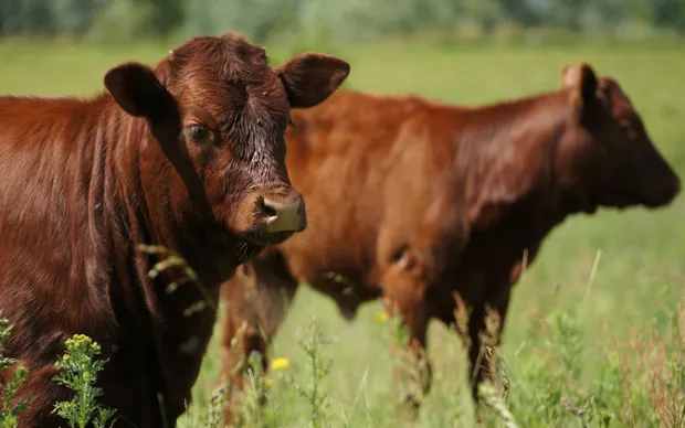 e9qh5ciapze6r9fhujnvgsj8v 11 72