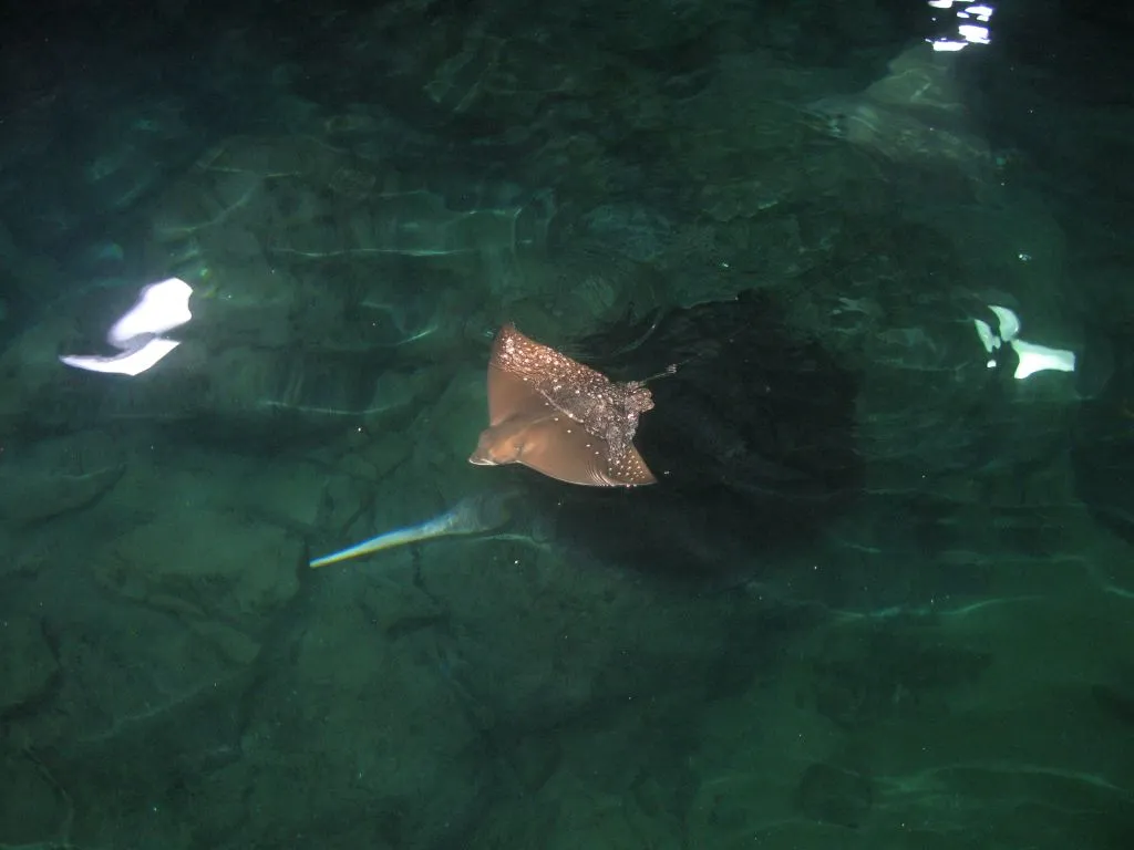 een pasgeboren adelaarsrog in de ocean