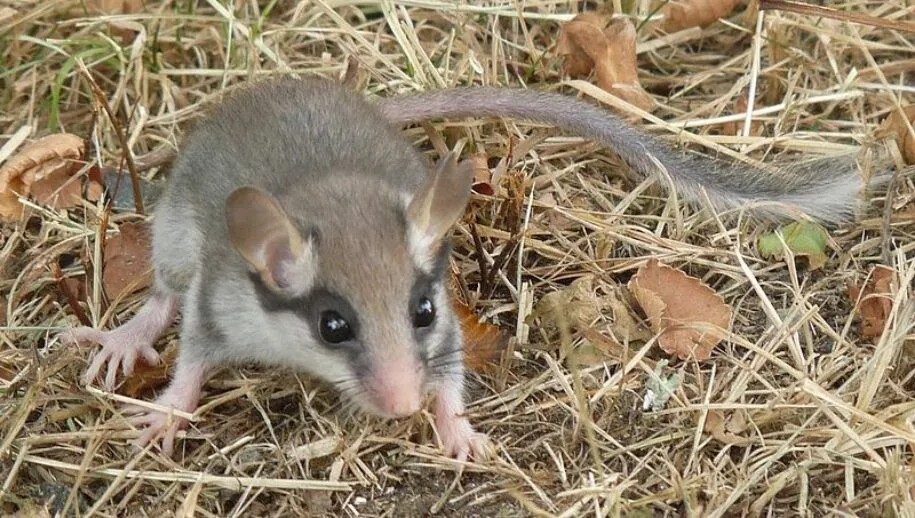 eikelmuis jack ma cc by sa 30 wikimedia 915x518 1