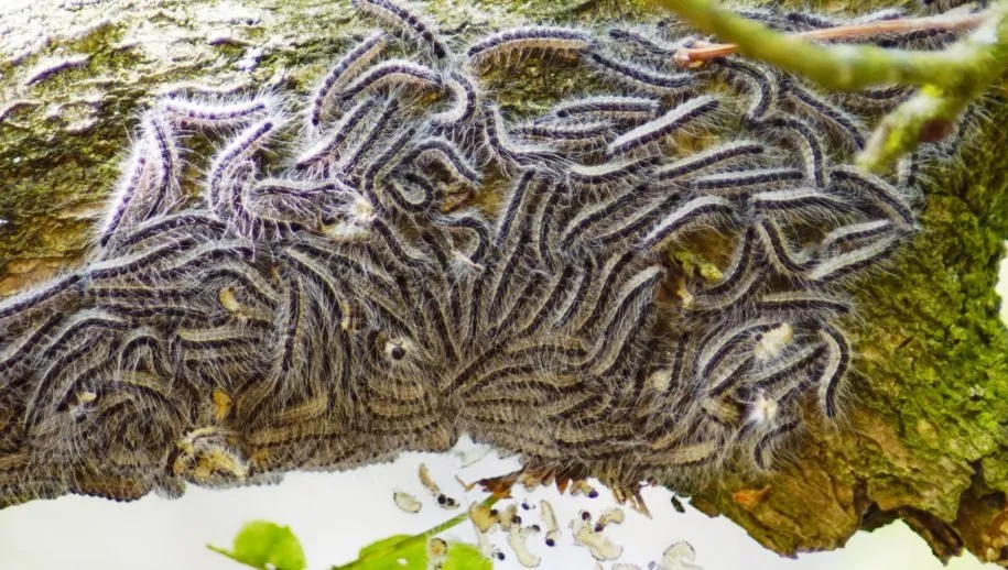 eikenprocessierups andre baltes 915x518 1