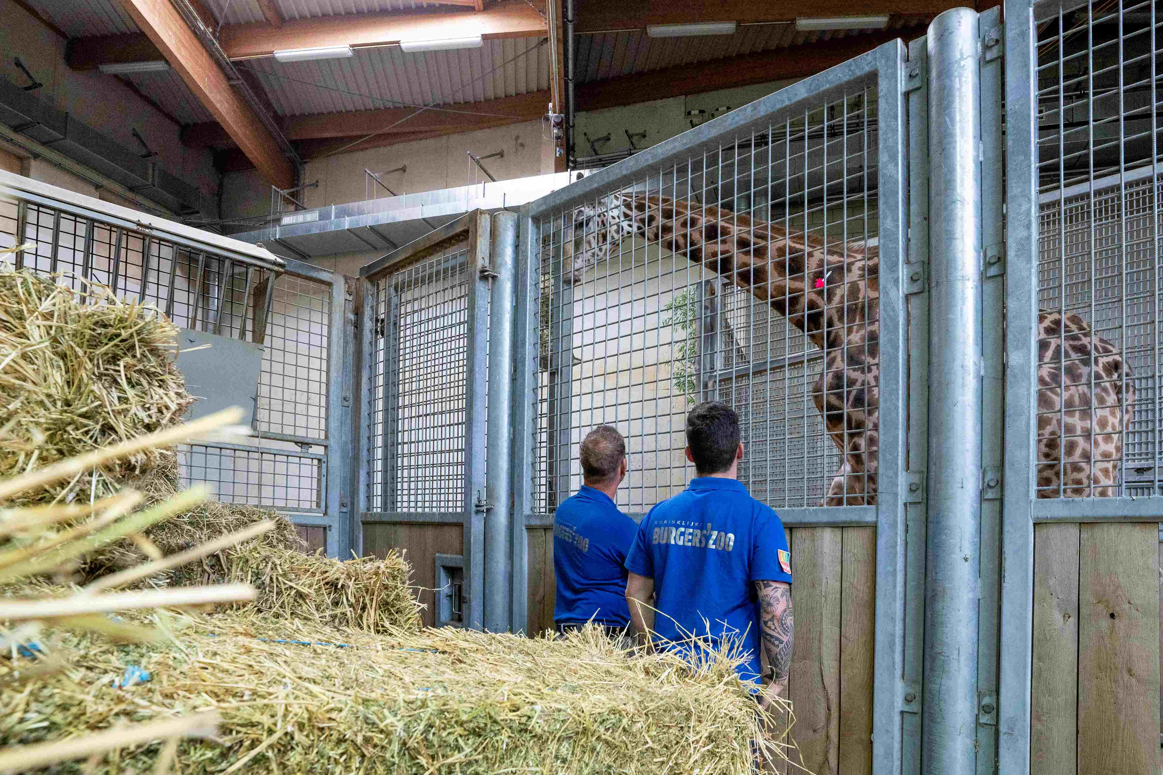 giraffentransportmira meijer koninklijke burgers zoo5