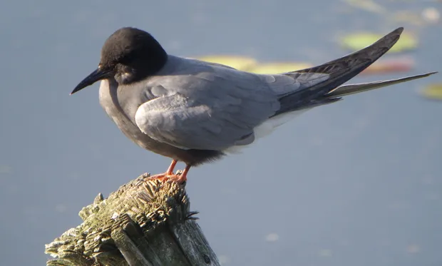 gn44bq3f763o1l02o44vt2qaz 1 452