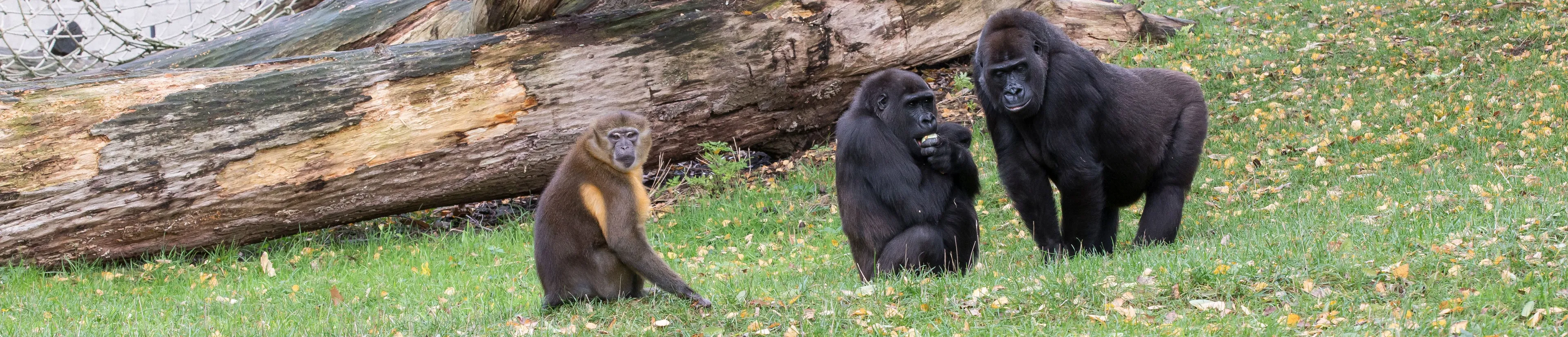 goudbuikmangabey en gorilla 1