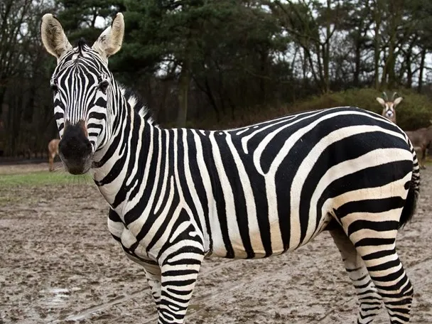 grantzebra