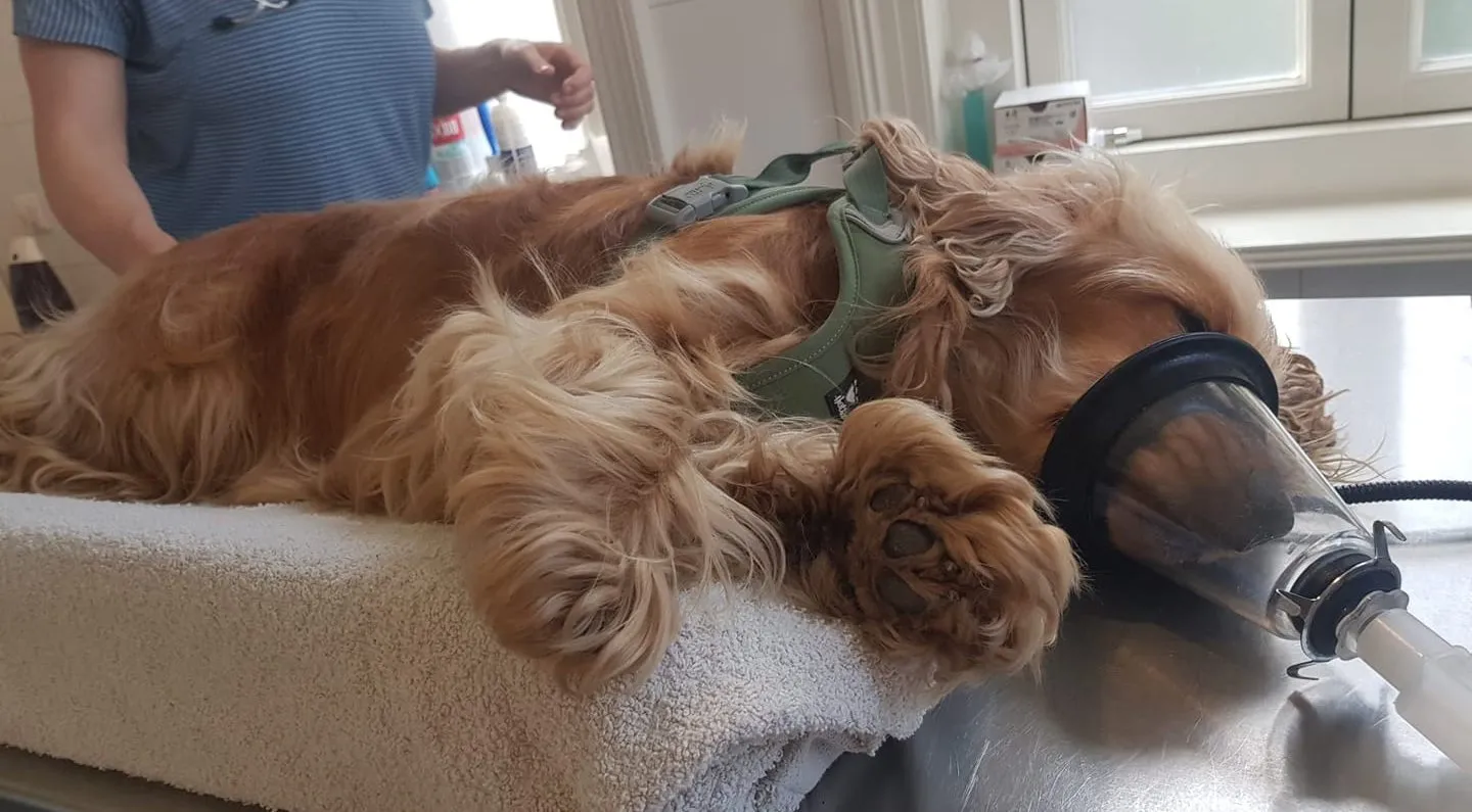 grasaaroperatie carlien vossepoeljpg 1440x795 q85 subsampling 2