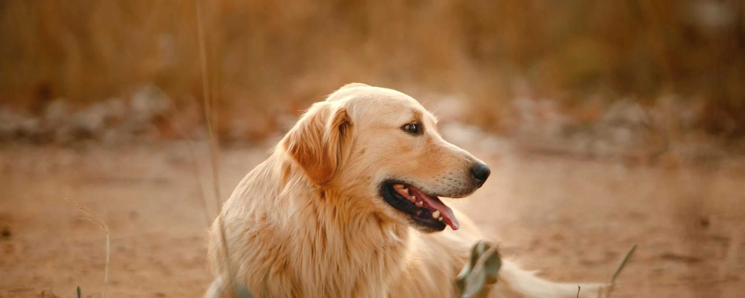 hondenpexels helena lopes 3752118