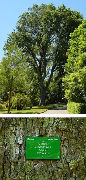 iepenulmus hollandicawikipediaorg