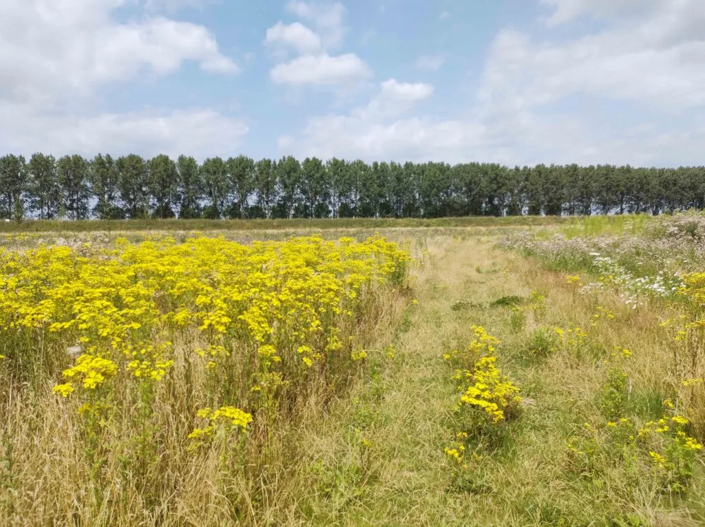 img 20210721 143256137 kopie plaksche veld 1024x766 1