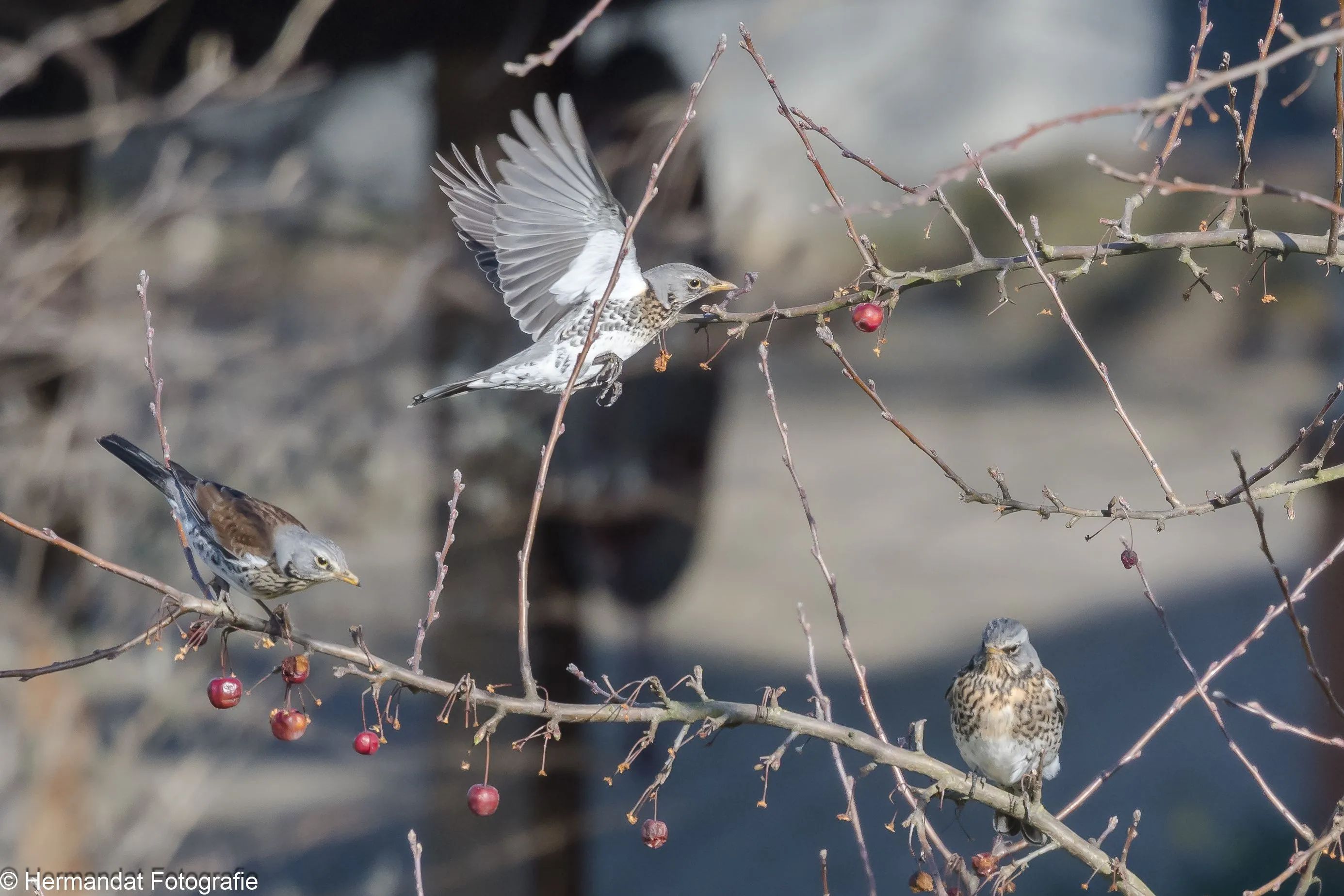 ivn rijnwaalkramsvogels aan het ontbijt 9109