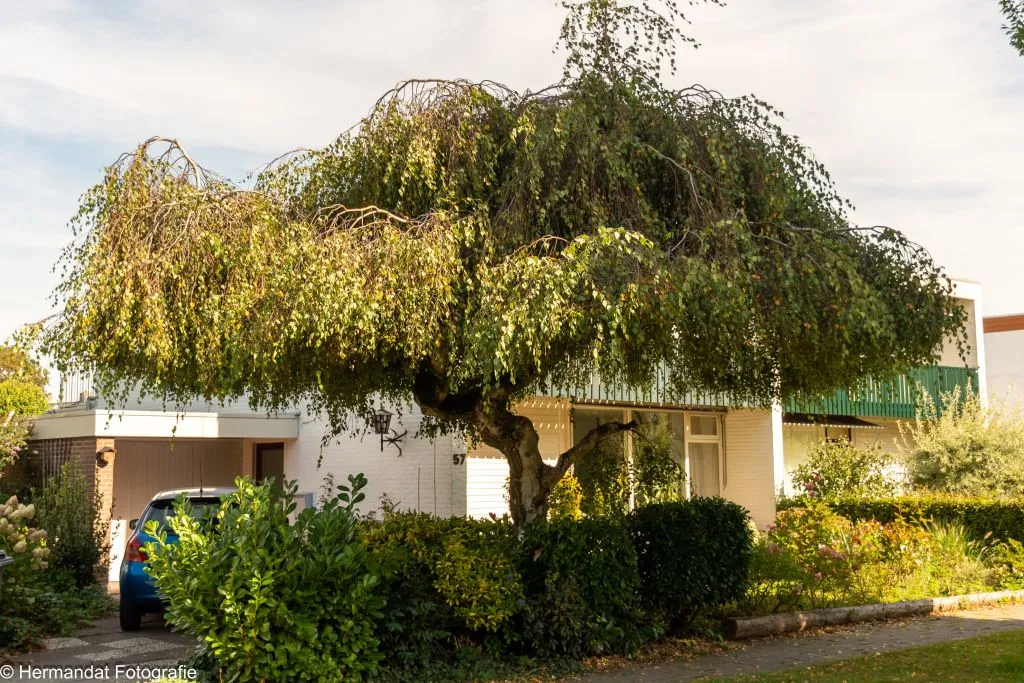 ivn rijnwaaltreurberk 5601