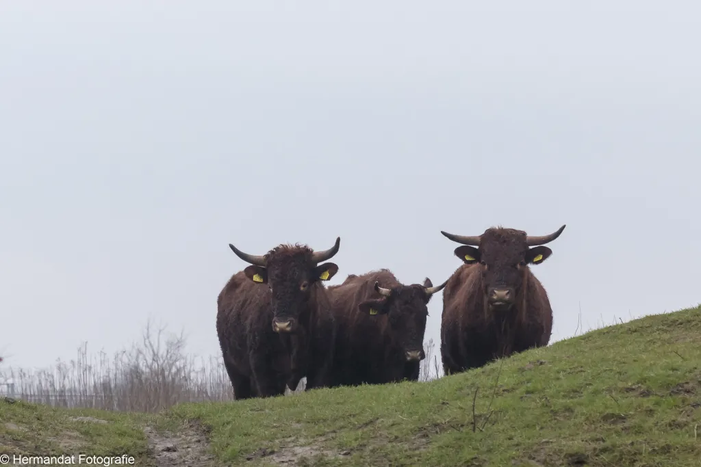 ivnklompenwaardrode geuzen 0055