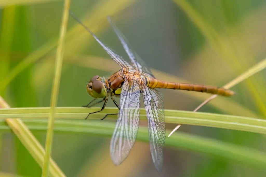 ivnrijnwaalbruinrode heidelibel 1524