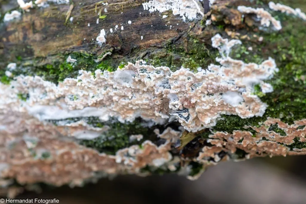ivnrijnwaaldonzige korstzwam 0037