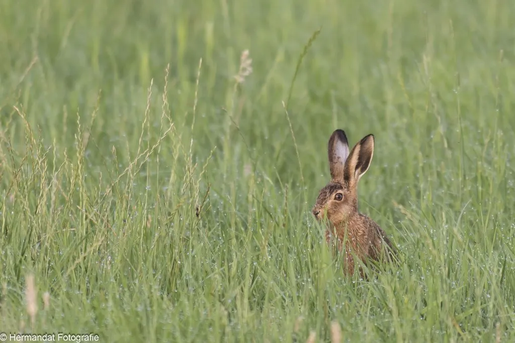 ivnrijnwaalhaas in het natte gras