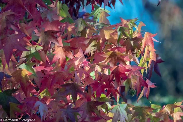ivnrijnwaalherfstkleuren 8676
