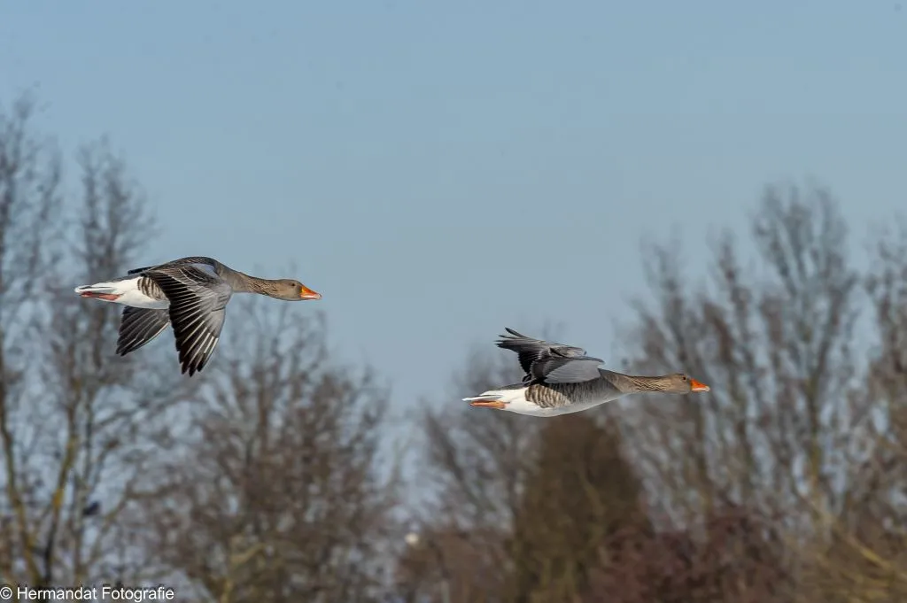 ivnrijnwaalkolganzen 2450