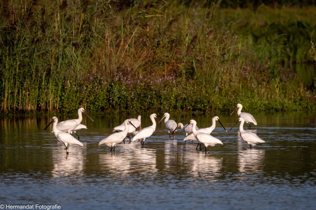 ivnrijnwaallepelaars in het waterrijk 4693