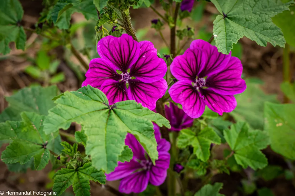 ivnrijnwaaltuinkaasjeskruid 2111