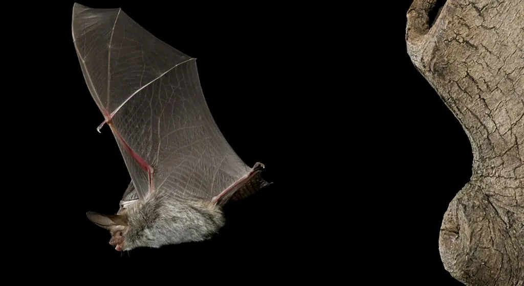 ivnrijnwaalvleermuis