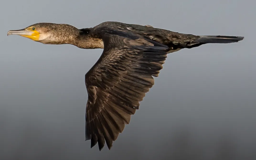 ivnrijnwaalvogels spotten in de gendtse waard