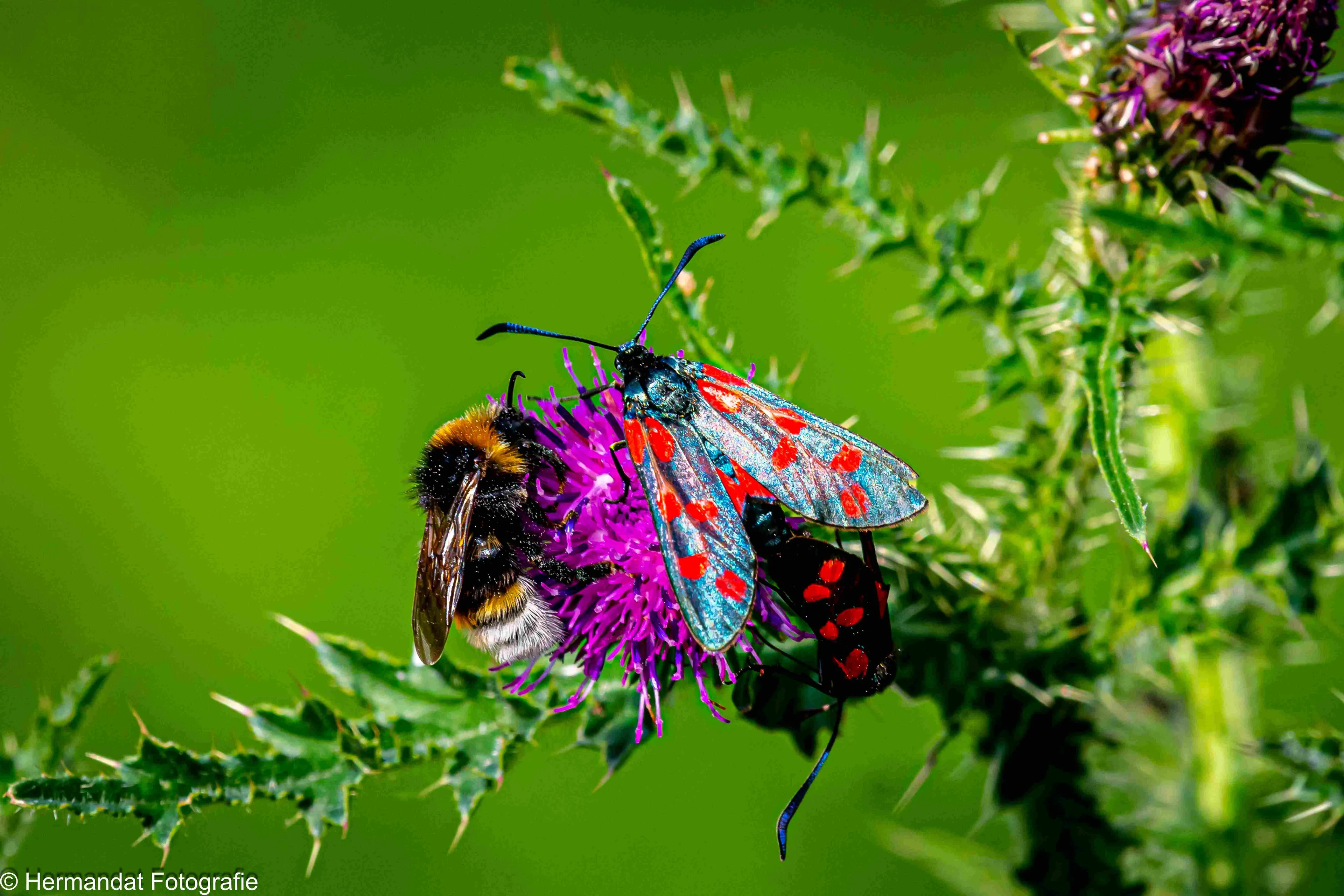 ivnsint jansvlinders met koekoekshommel op een kruldistel