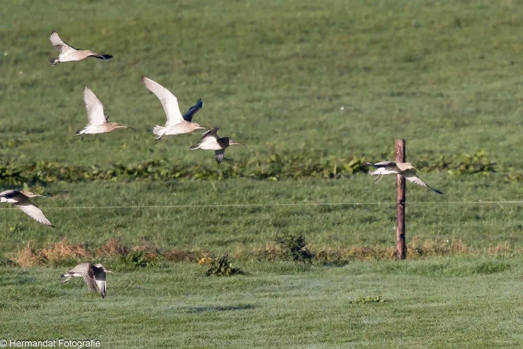 ivnwulpen in de gendtse waard