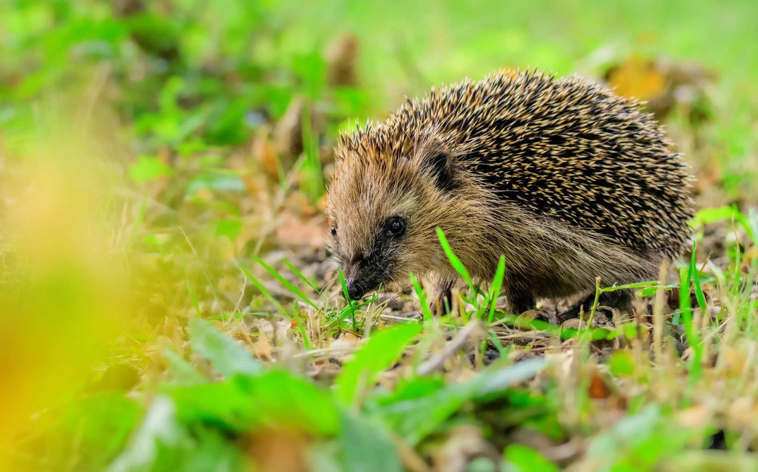 jonge egel jeroenvanwijk scaled